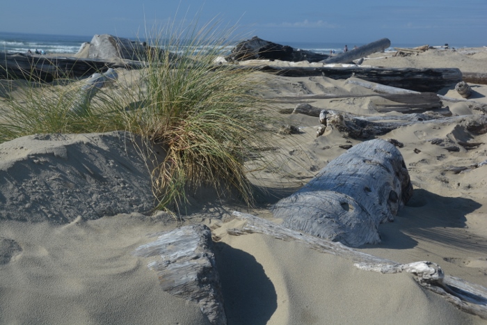 beach driftwood